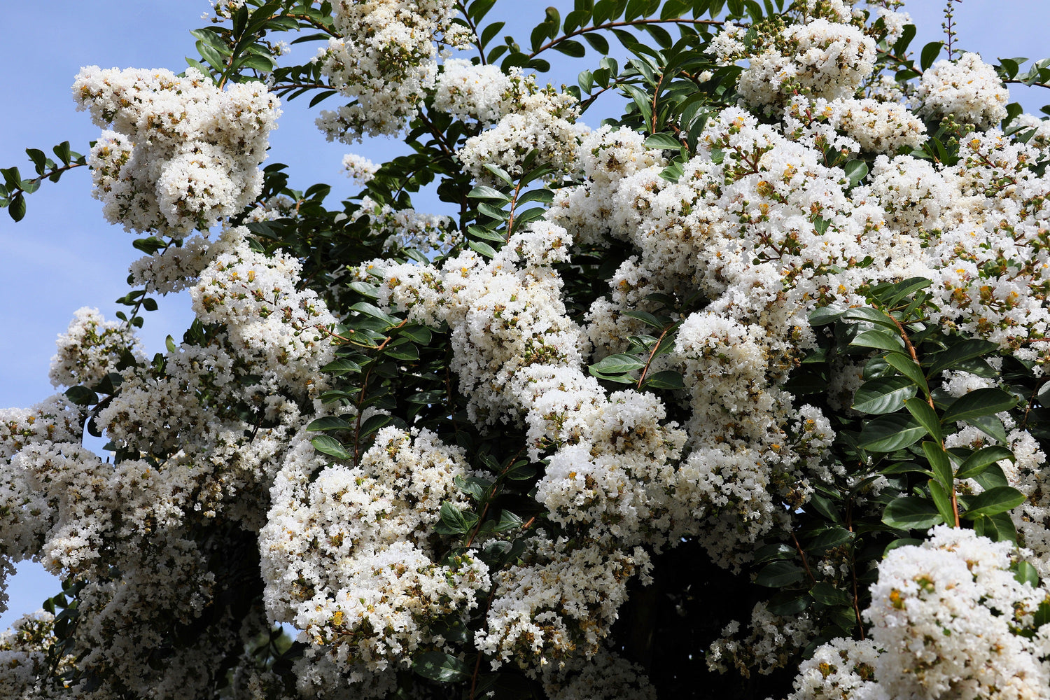 35 semillas de mirto blanco (Lagerstroemia Indica), arbusto floreciente, árbol pequeño.