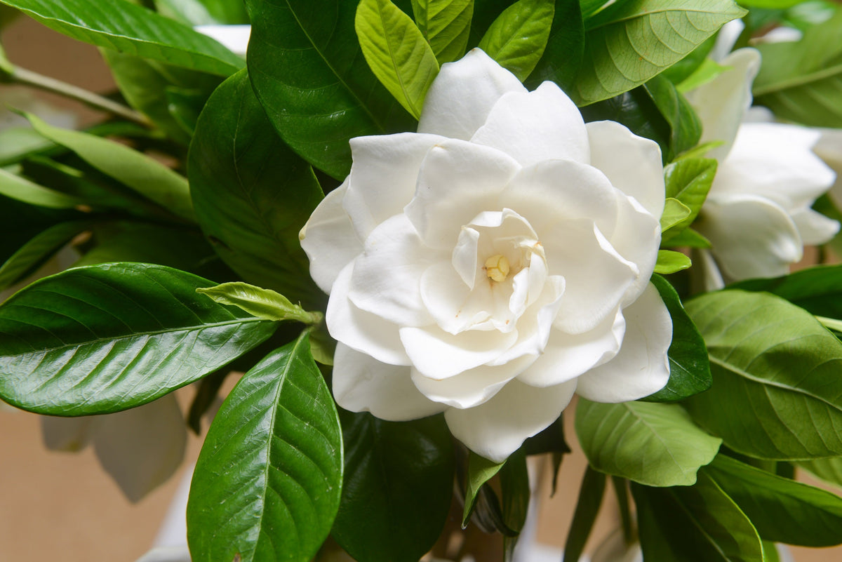 50 semillas de flores de GARDENIA Jasminoides / JAZMÍN DEL CABO, arbusto blanco fragante, planta de interior