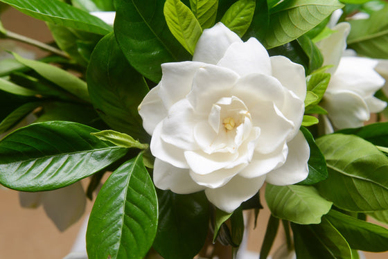 50 semillas de flores de GARDENIA Jasminoides / JAZMÍN DEL CABO, arbusto blanco fragante, planta de interior