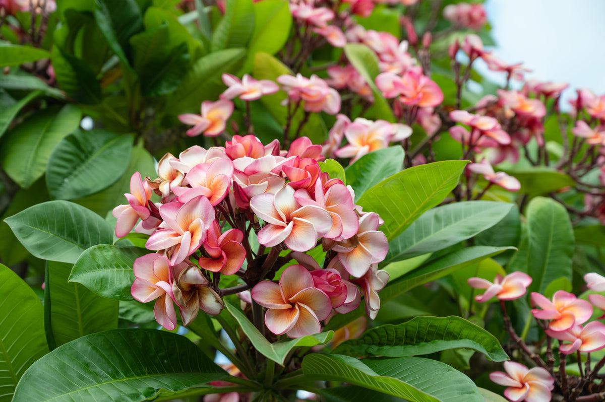 10 semillas de plumeria de colores variados - Lei Flower Frangipani Mix, arbusto fragante, árbol pequeño, rosa, rojo, amarillo, blanco, melocotón, dos tonos