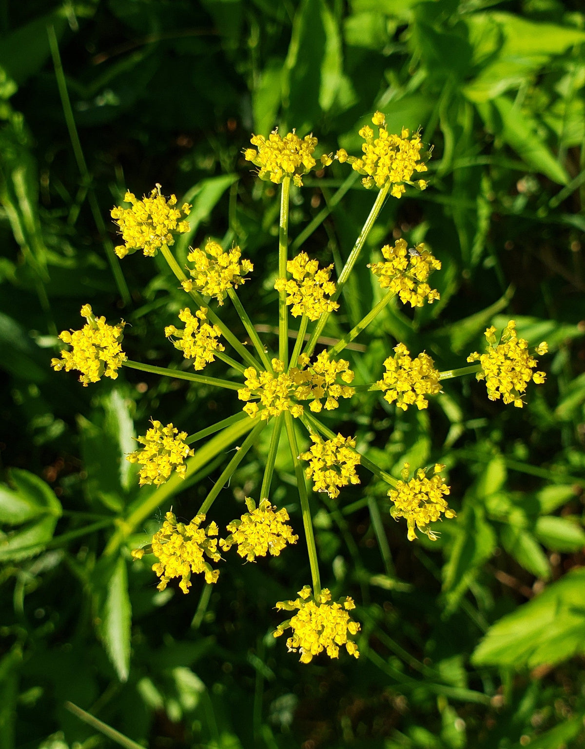 150 semillas de flores de Zizia Aurea (Zizia dorada / Zizia de pradera) de GOLDEN ALEXANDER