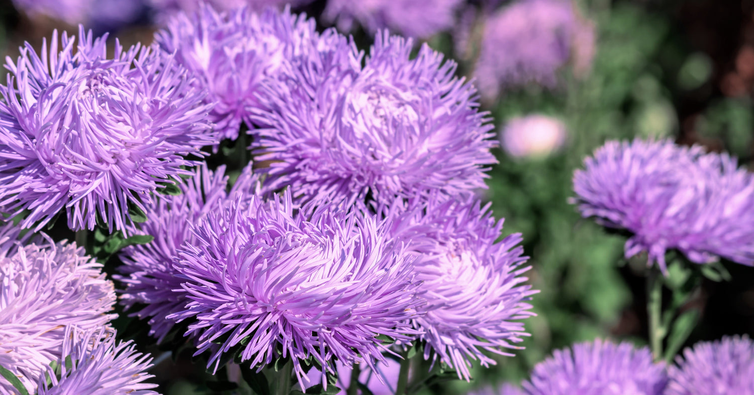 30 semillas de flores de aster violeta púrpura Callistephus Chinensis Unicom