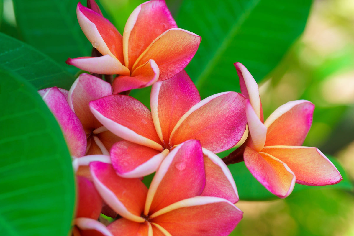 10 semillas de plumeria de colores variados - Lei Flower Frangipani Mix, arbusto fragante, árbol pequeño, rosa, rojo, amarillo, blanco, melocotón, dos tonos