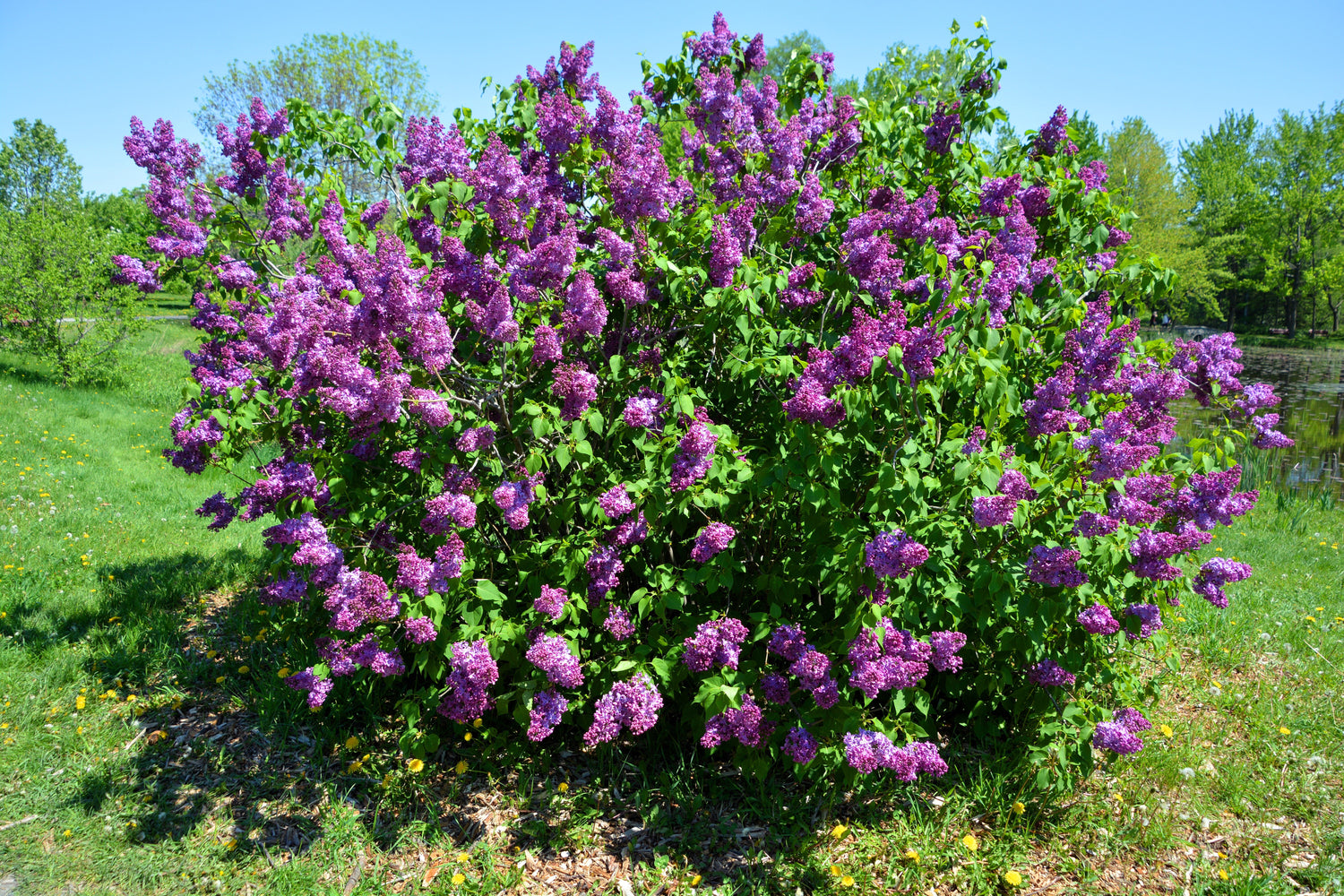 25 semillas de arbusto de flores Syringa vulgaris, lila francesa/antigua