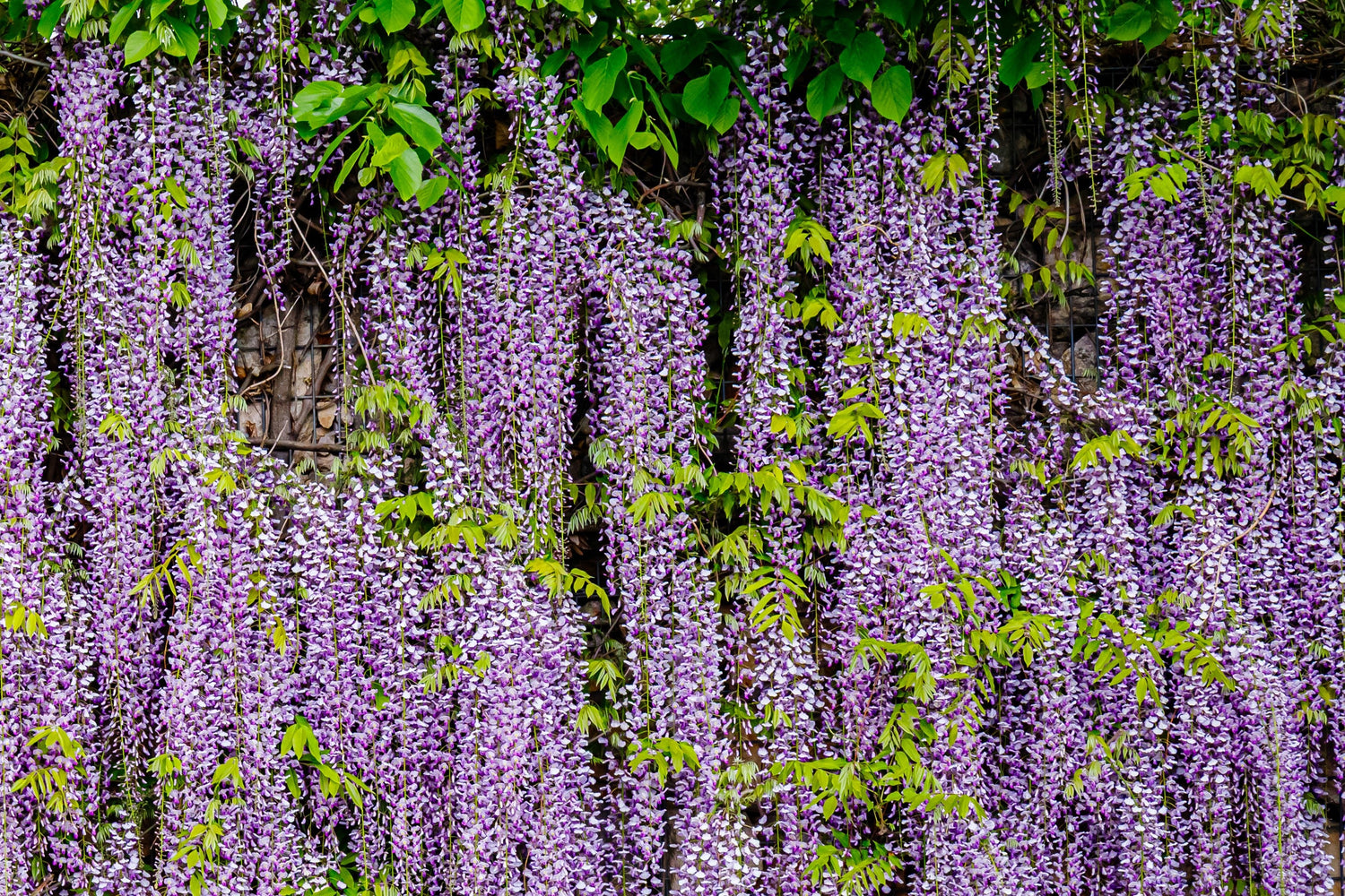 5 semillas de glicina japonesa, flor floribunda, enredadera ornamental morada.