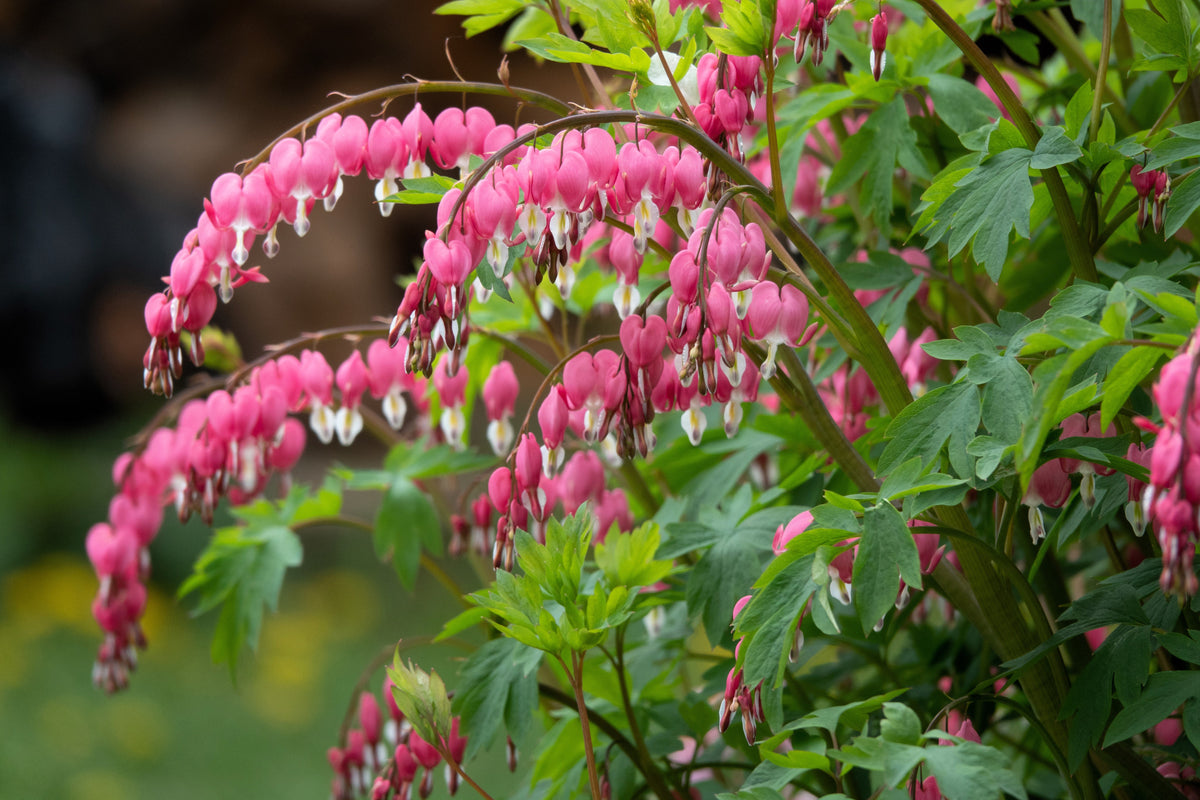 10 semillas de flores de sombra Dicentra Formosa antiguas color rosa corazón sangrante