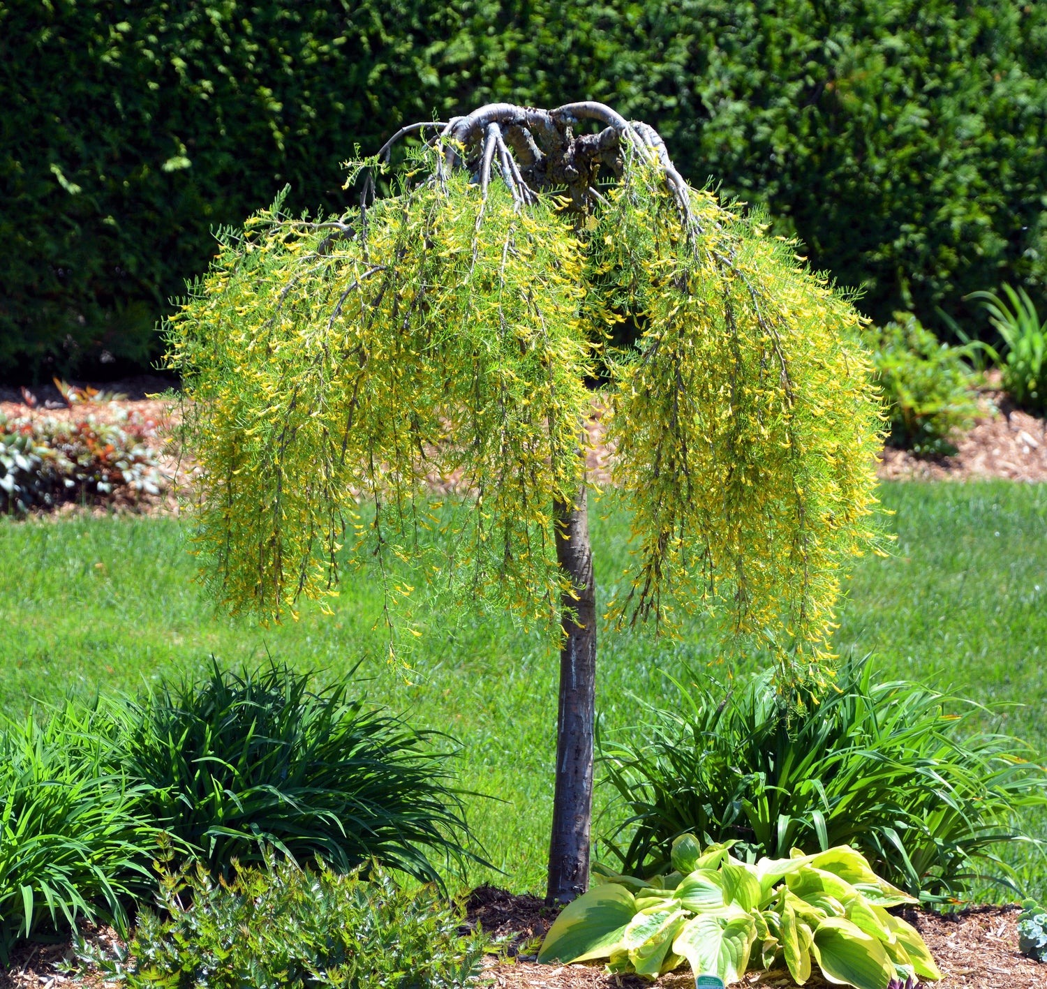 25 semillas de guisante siberiano Caragana arborescens Peatree, legumbre de flor amarilla
