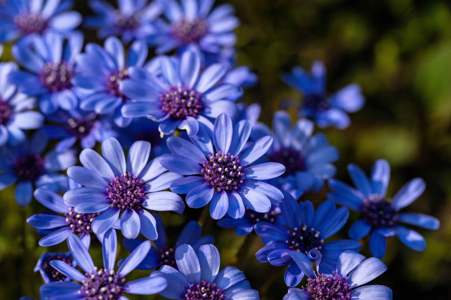 50 semillas de flores de margarita azul Felicia 'The Blues' Heterophylla Kingfisher
