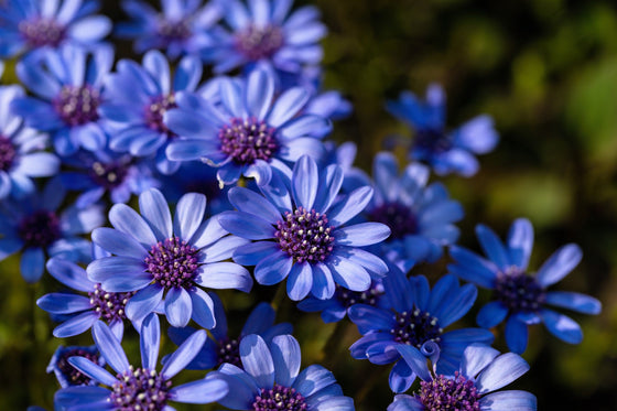 50 semillas de flores de margarita azul Felicia 'The Blues' Heterophylla Kingfisher