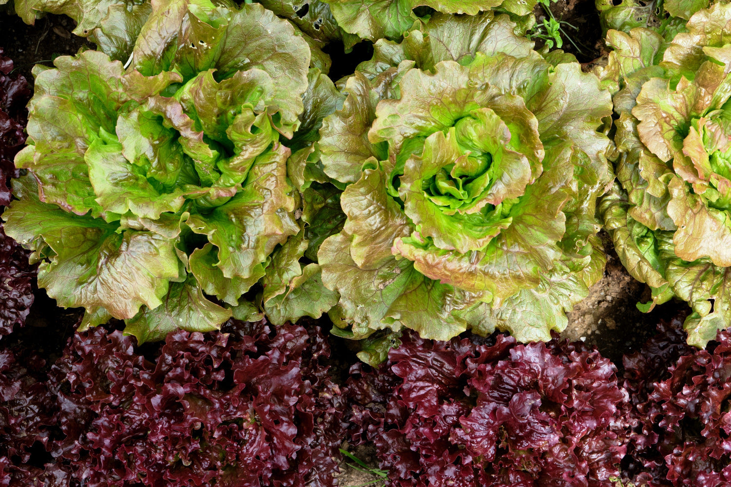 3000 Lechuga MIGNONETTE BRONCE Semillas de hortalizas Lactuca Sativa