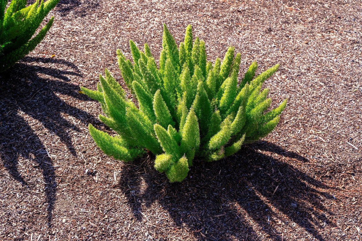 10 semillas de helecho espárrago esmeralda (A. Densiflorus Mazeppa), planta de interior