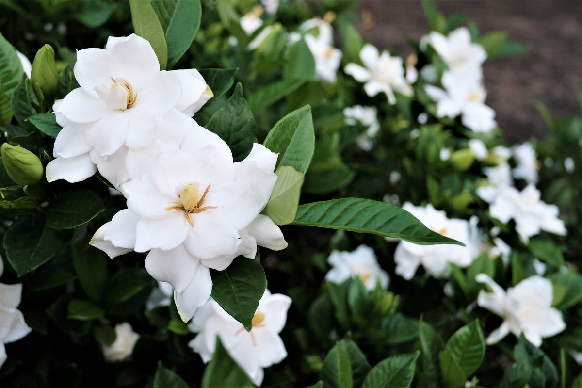 50 semillas de flores de GARDENIA Jasminoides / JAZMÍN DEL CABO, arbusto blanco fragante, planta de interior