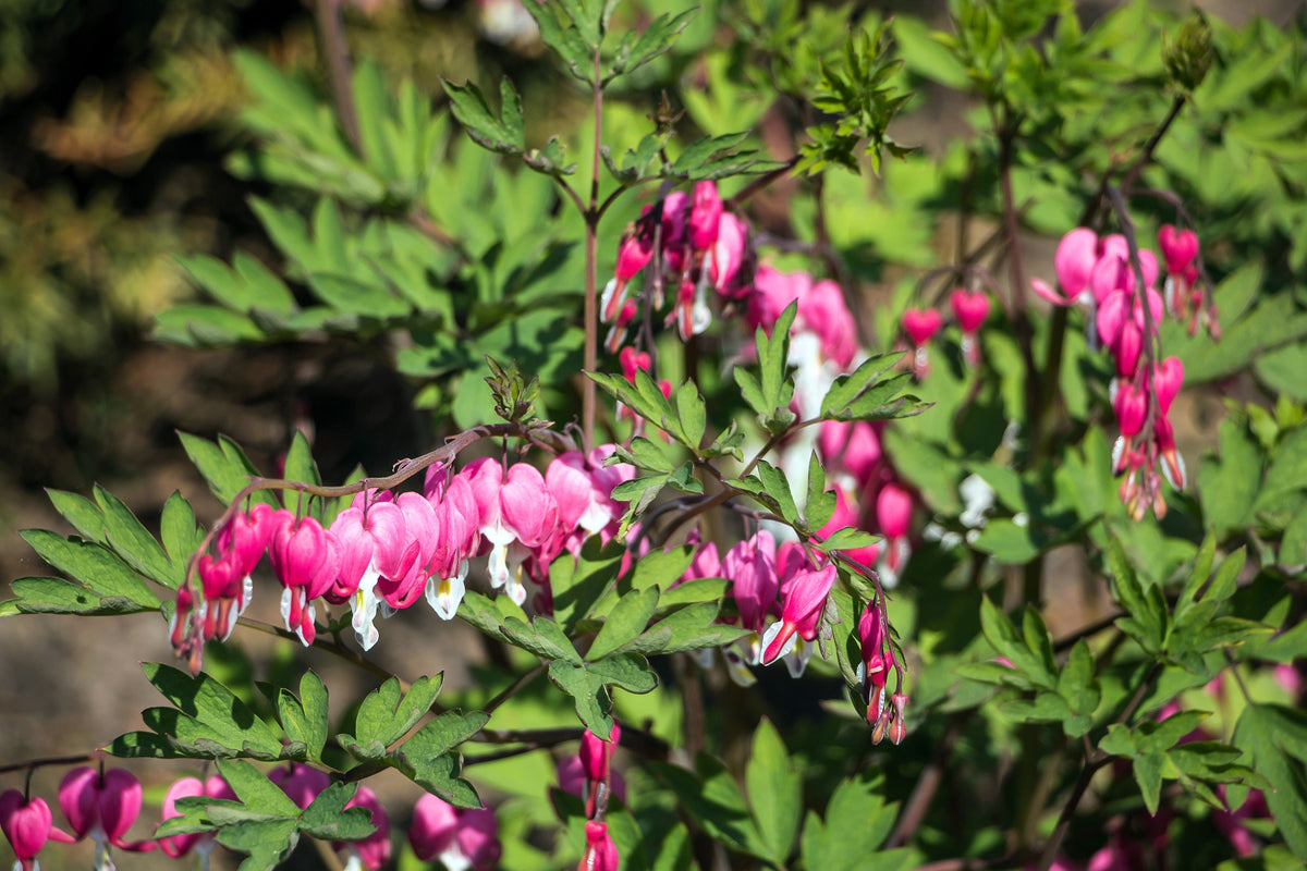 10 semillas de flores de sombra Dicentra Formosa antiguas color rosa corazón sangrante