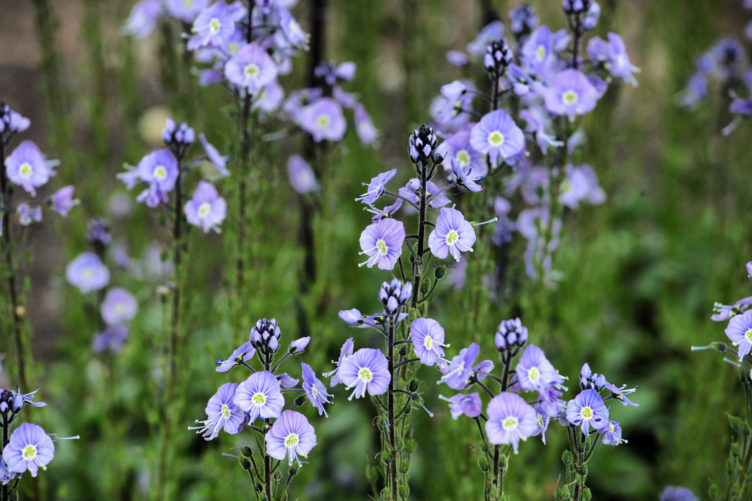25 semillas de flores de Verónica Gentianoides de Blue Streak Speedwell
