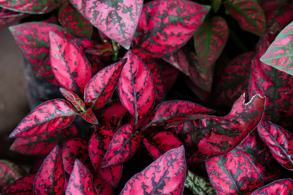 10 semillas de planta de interior de flor de Hypoestes Phyllostachya, rosa de lunares, rosa enana, Splash Select