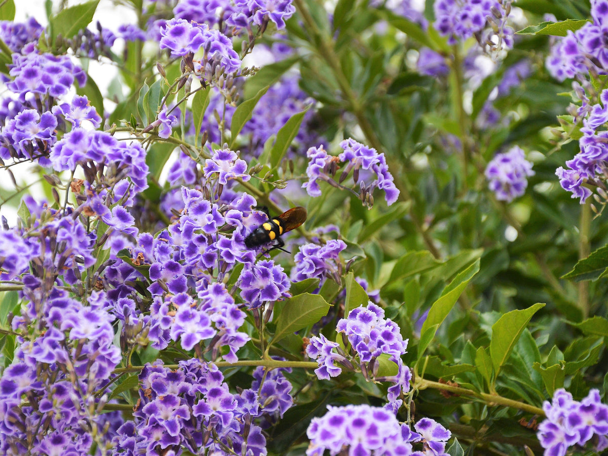 10 semillas de Duranta Erecta Repens, arbusto ornamental de bayas de color naranja, follaje dorado, flores blancas, violetas y moradas.