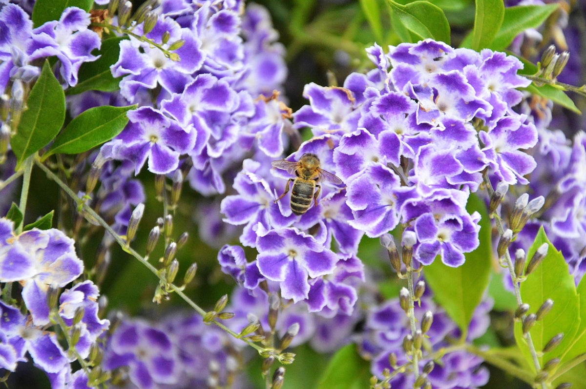 10 semillas de Duranta Erecta Repens, arbusto ornamental de bayas de color naranja, follaje dorado, flores blancas, violetas y moradas.