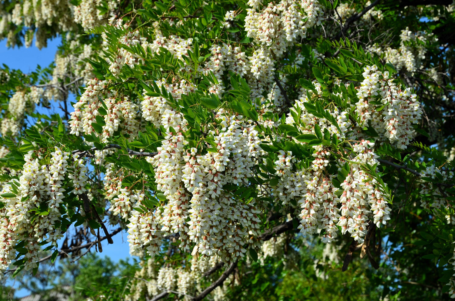 25 semillas de Robinia pseudoacacia (Acacia falsa) en flor