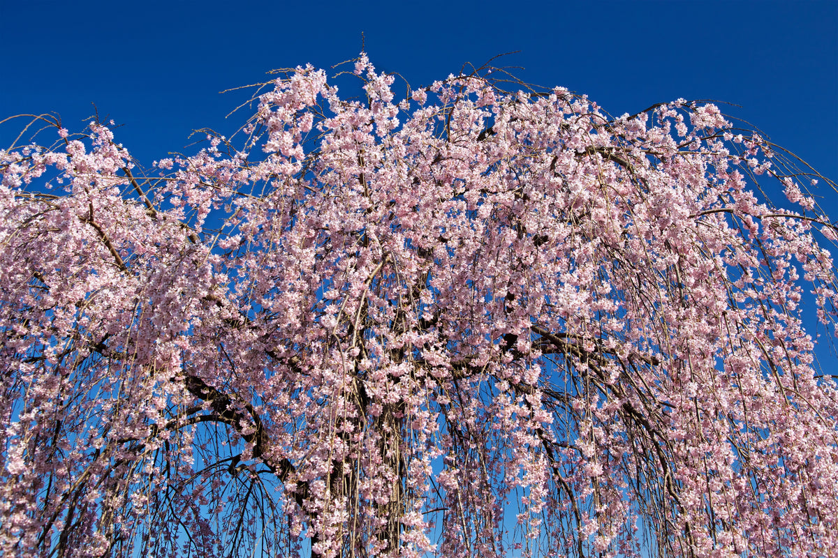 10 semillas de cerezo japonés Prunus subhirtella pendula de flores rosas