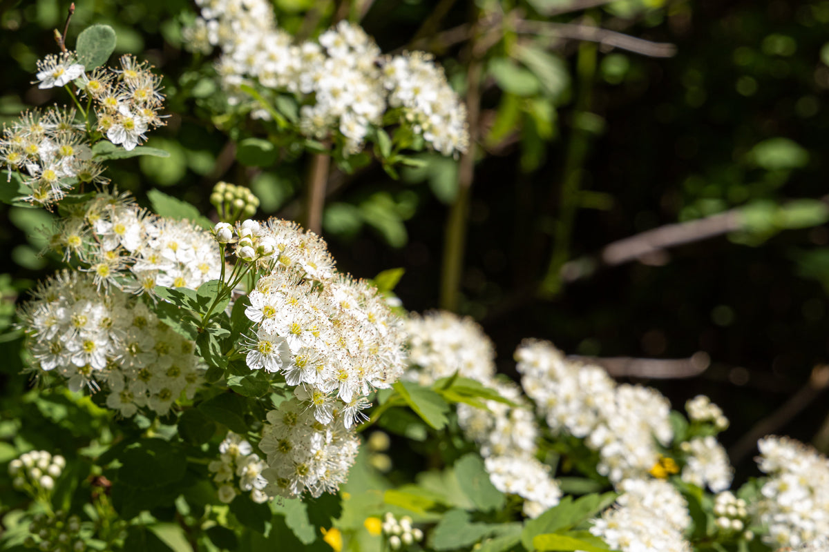 50 semillas de Physocarpus Capitatus, arbusto nativo de flores blancas, rosas y rojas de la familia Ninebark del Pacífico.
