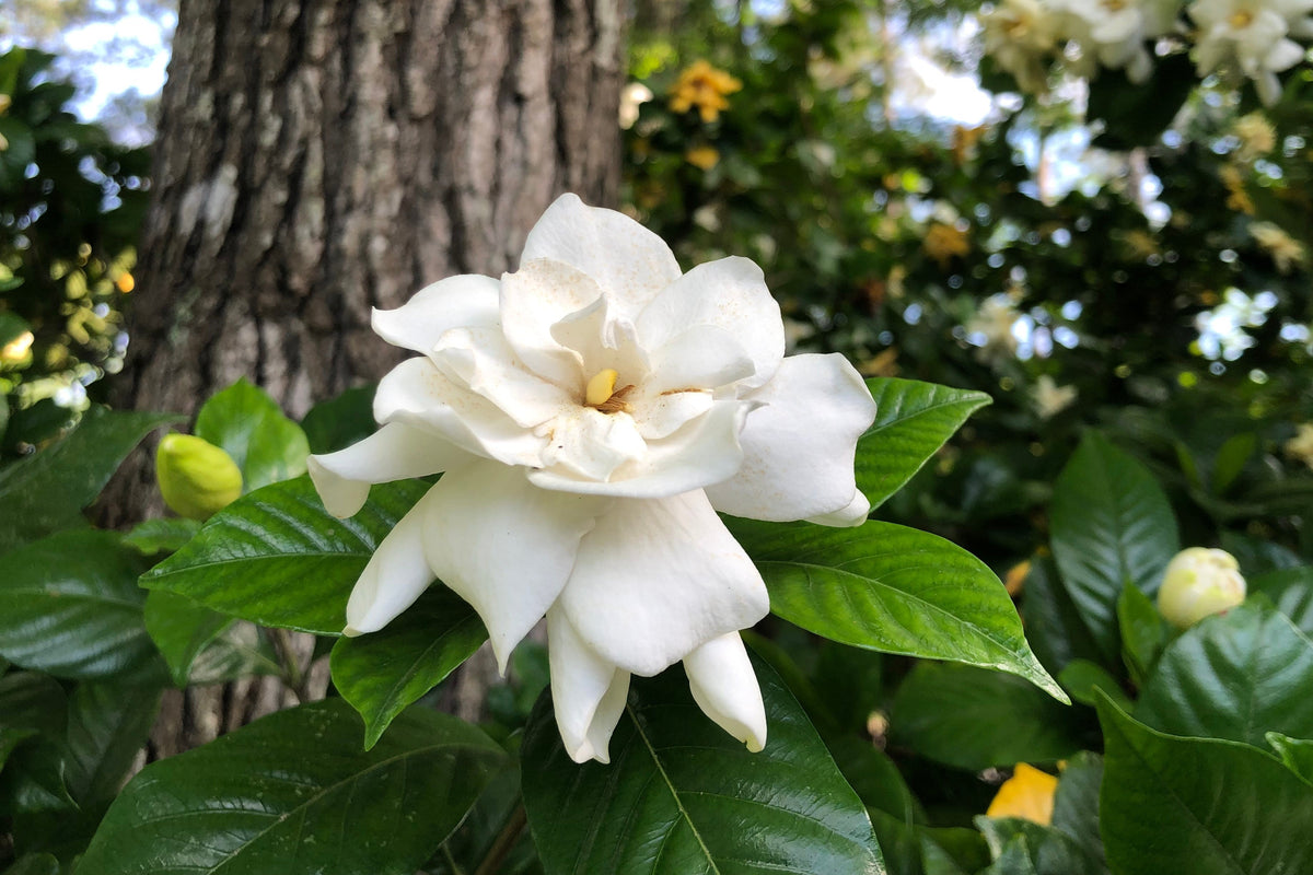 50 semillas de flores de GARDENIA Jasminoides / JAZMÍN DEL CABO, arbusto blanco fragante, planta de interior