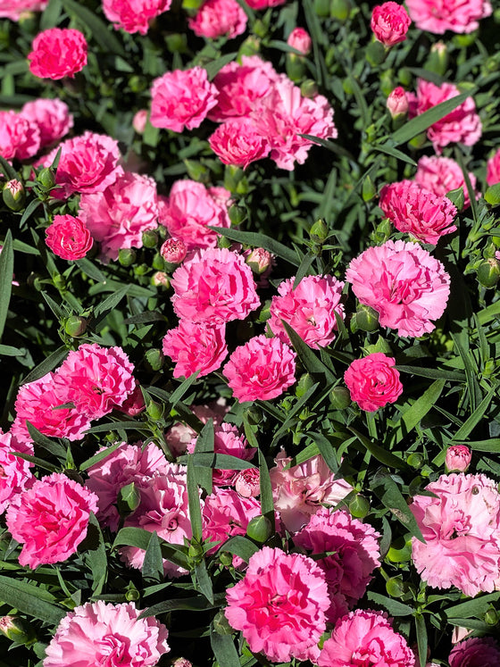 50 semillas de clavel rosa Dianthus caryophyllus granadina de doble flor