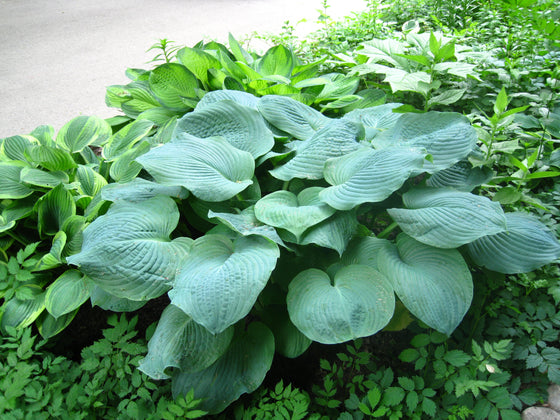 10 semillas de flores HOSTA ELEGANS Shade Lover