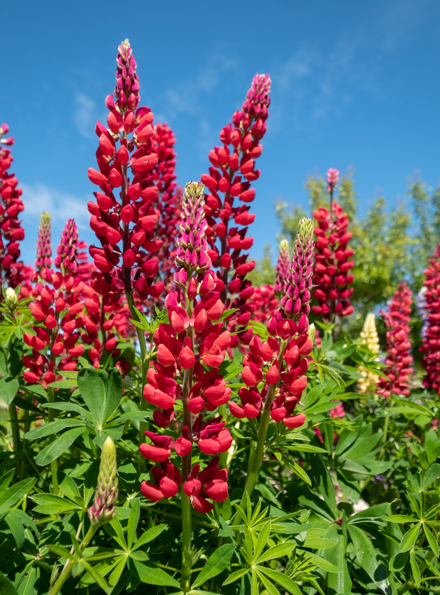 25 LUPINO ROJO 'My CASTLE' Lupinus Polyphyllus Scarlet Russell Lupin Band of Nobles Series Semillas de flores