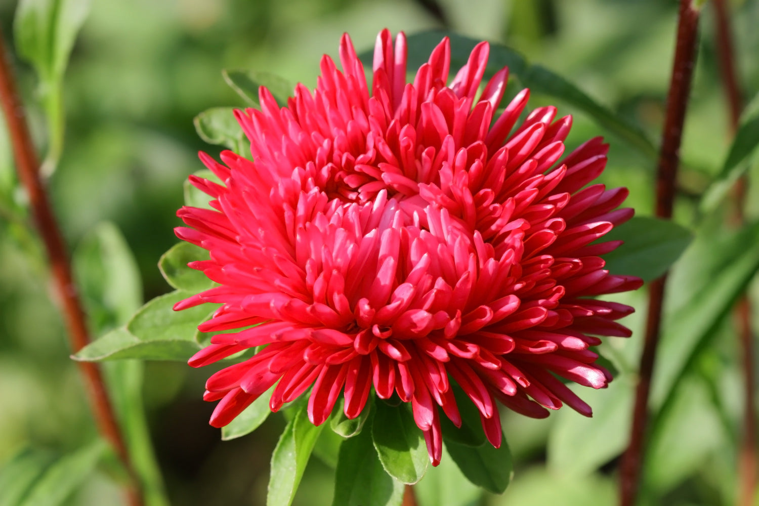 250 semillas de flores de Callistephus Chinensis, Aster chino rojo doble