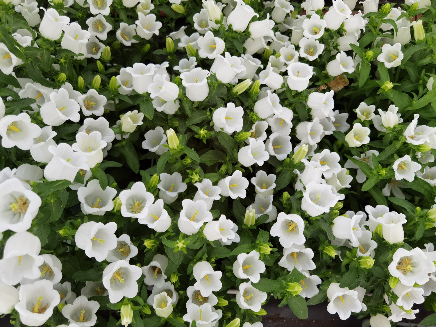 200 semillas de campanillas blancas de flores medianas