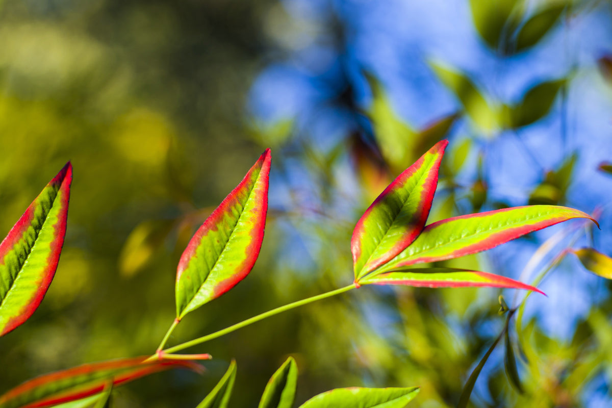 50 semillas de BAMBÚ CELESTIAL, Nandina Domestica Sagrada, arbusto de sombra rosa y rojo