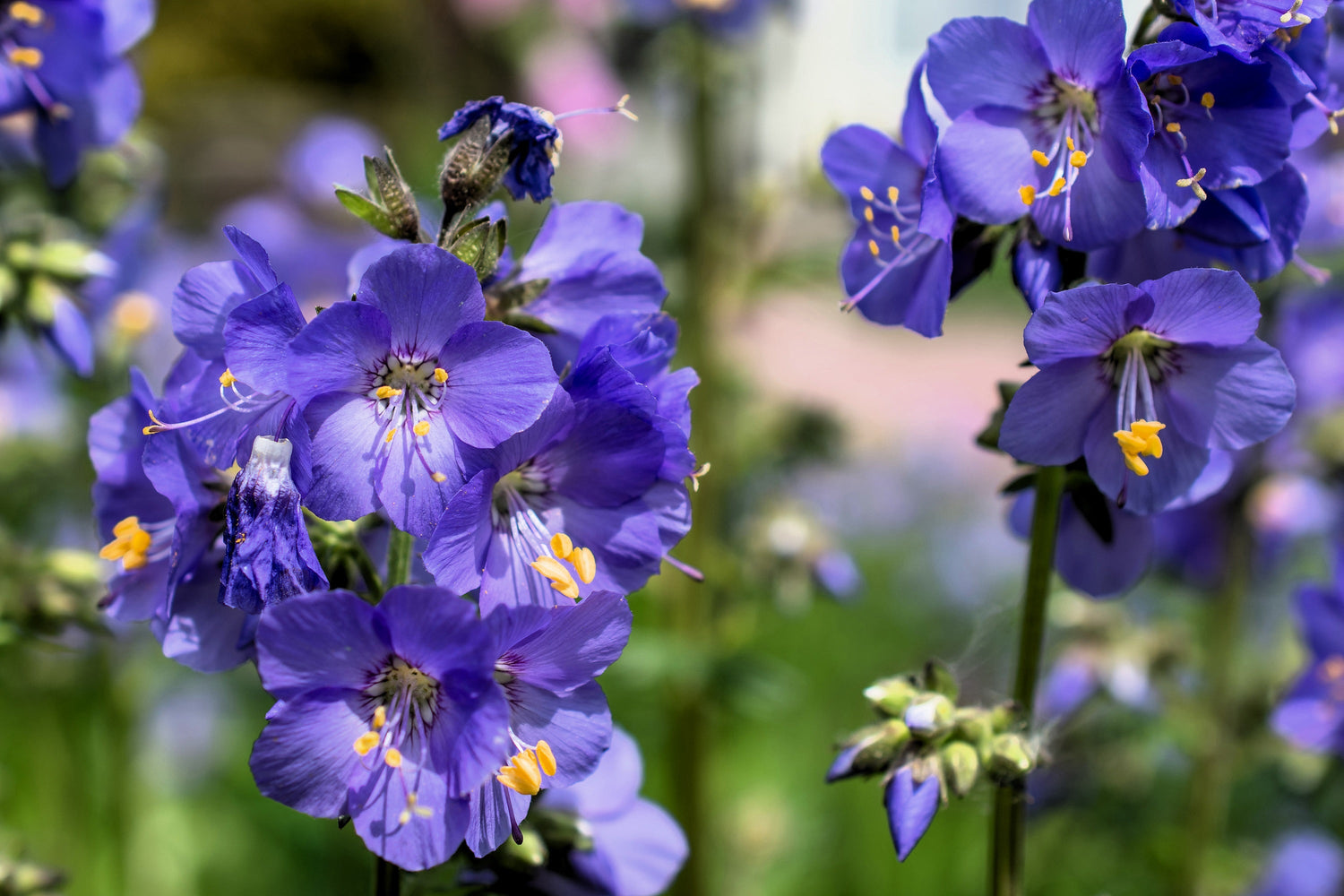 100 semillas de flores de Polemonium caeruleum (escalera de Jacob) de color azul perla