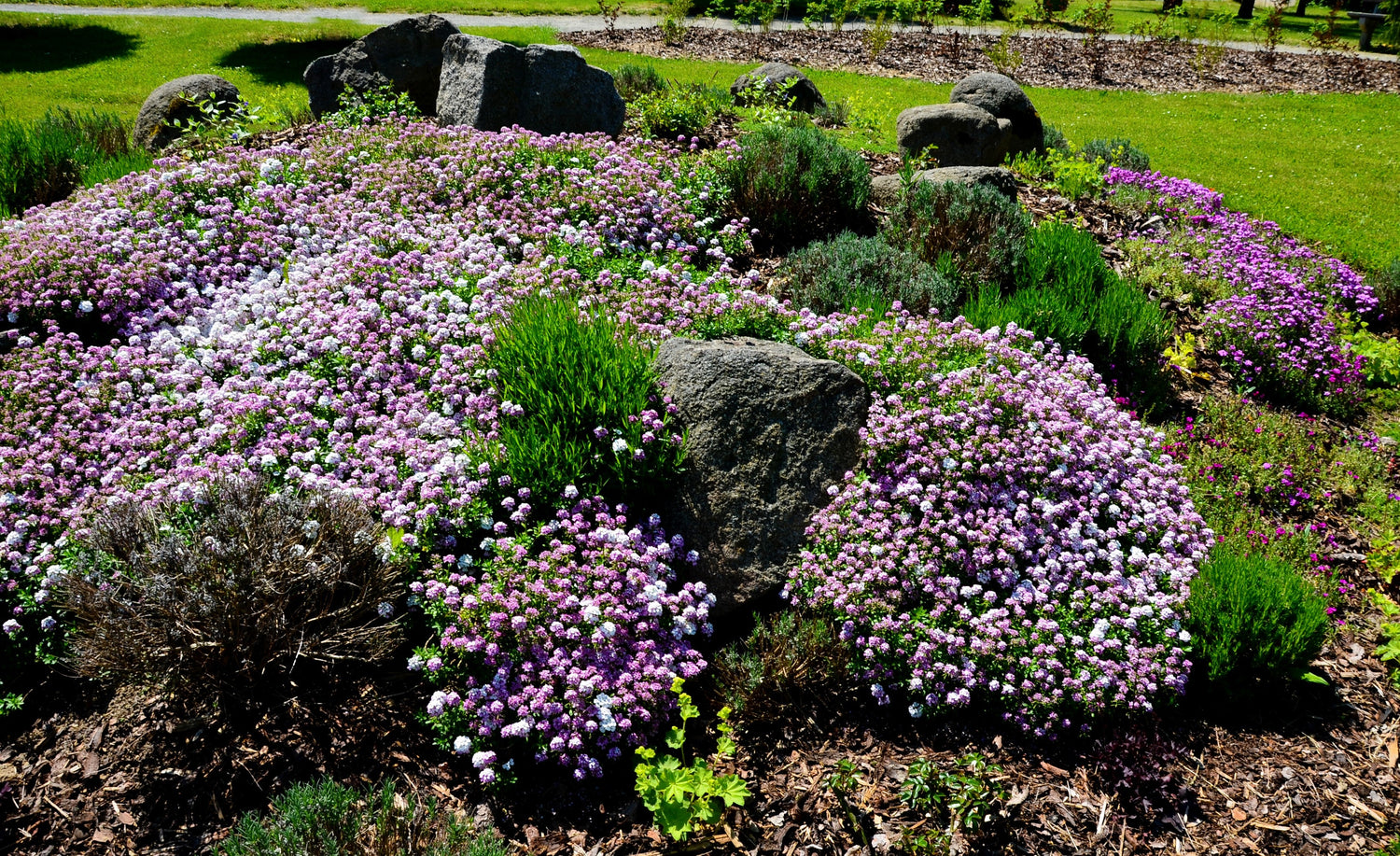 2000 semillas de flores de Iberis Umbellata, mezcla de enanos de hadas, caramelos