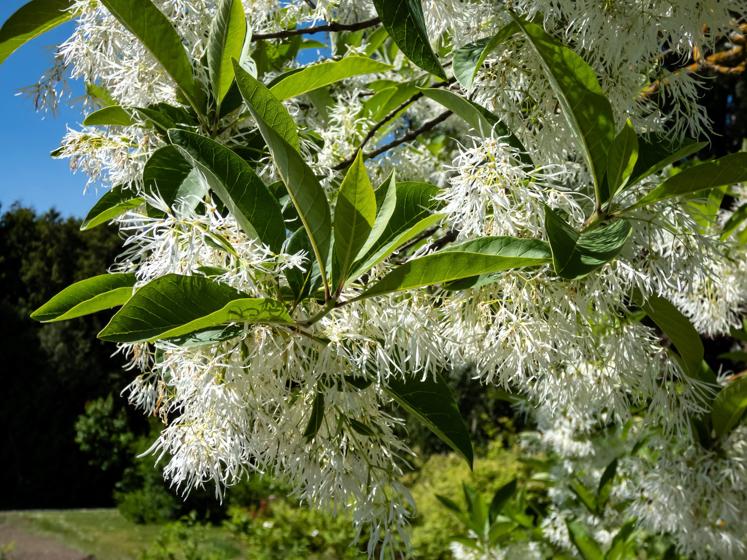 3 semillas de flores blancas de Chionanthus virginicus, árbol de flecos