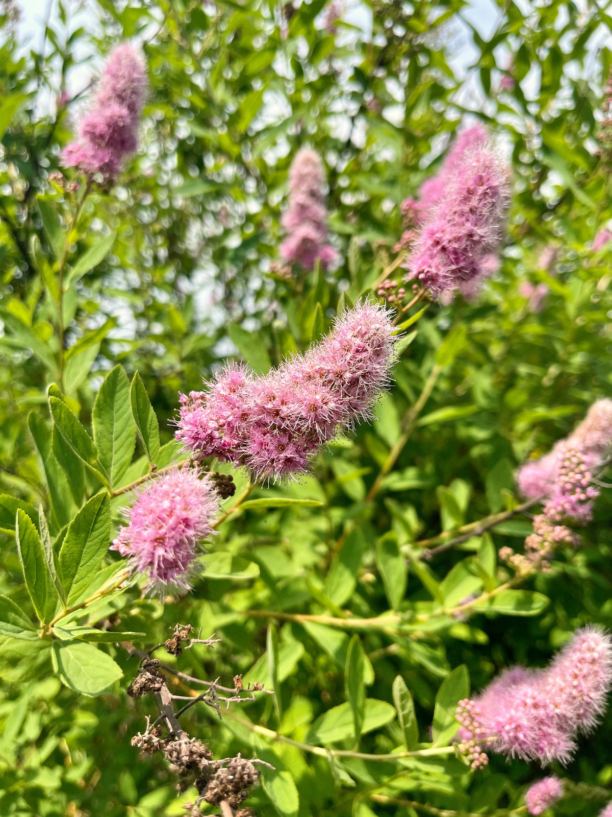 50 semillas de flores de arbusto STEEPLEBUSH rosa Hardhack Meadow Sweet Spirea Spiraea Tomentosa
