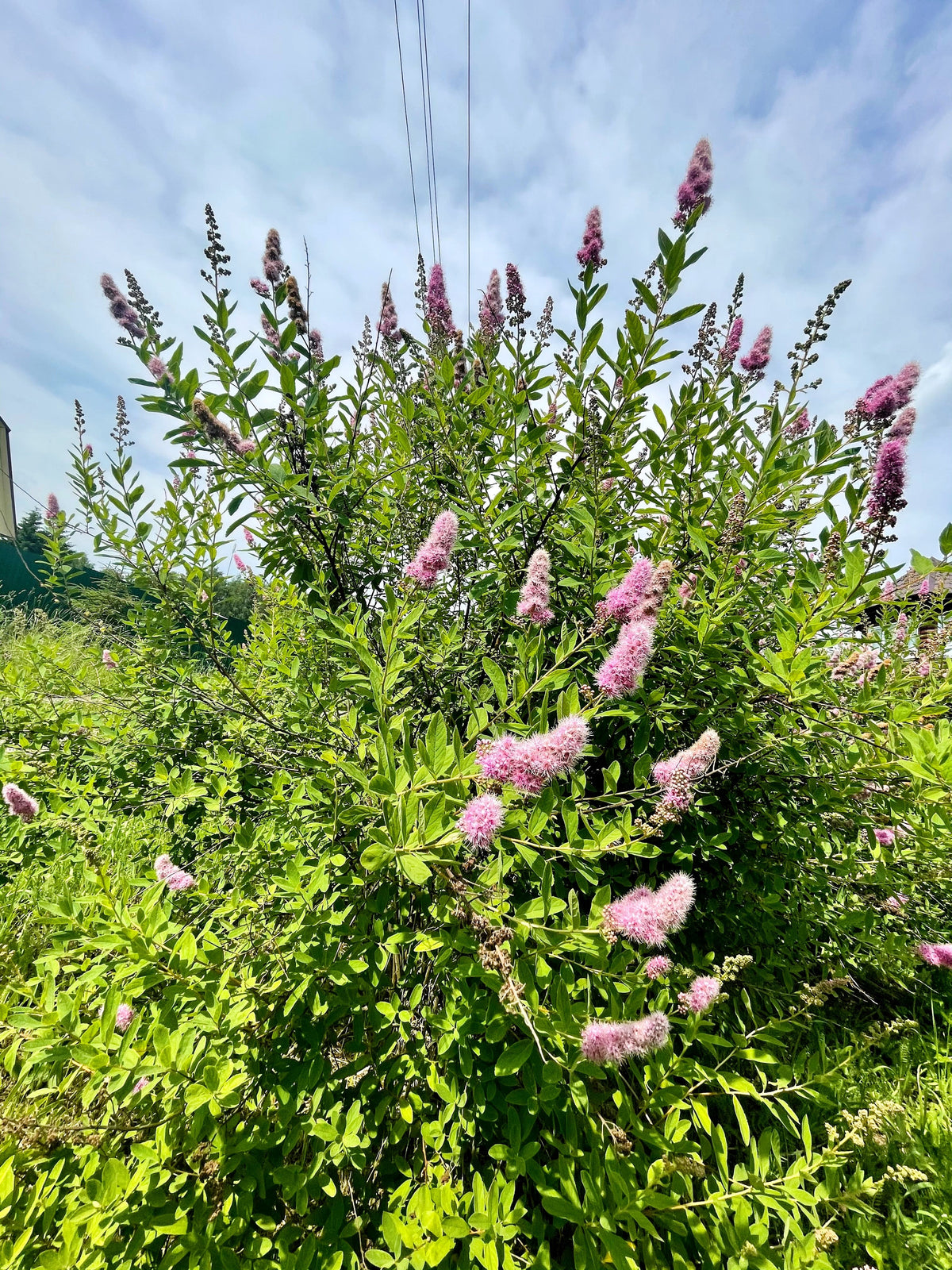 50 semillas de flores de arbusto STEEPLEBUSH rosa Hardhack Meadow Sweet Spirea Spiraea Tomentosa