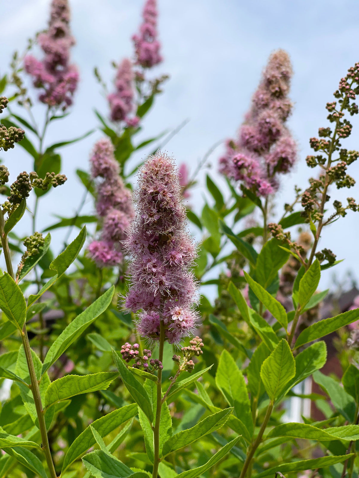 50 semillas de flores de arbusto STEEPLEBUSH rosa Hardhack Meadow Sweet Spirea Spiraea Tomentosa