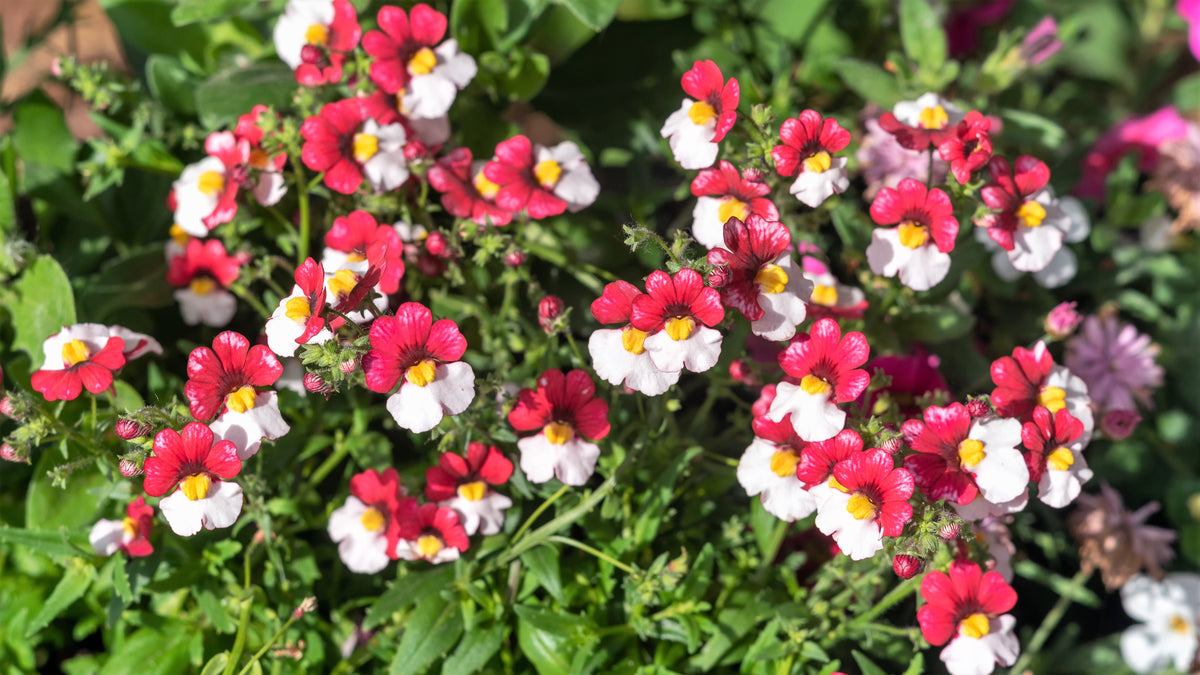 50 semillas de flores bicolores fragantes de NEMESIA Strumosa, bandera danesa, rojas y blancas