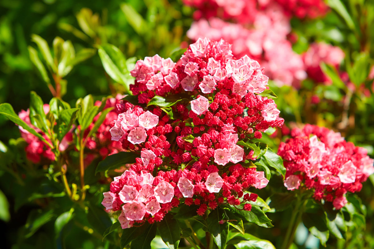 50 semillas de arbusto de laurel de montaña, Kalmia latifolia, blanco, rosa y rojo
