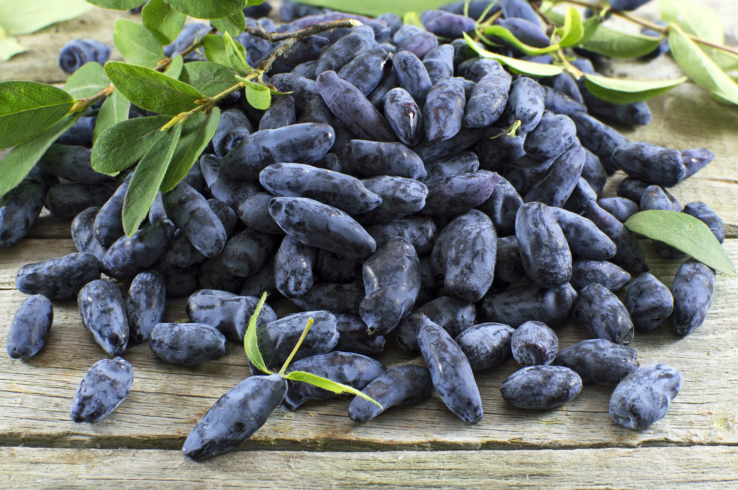 30 semillas de arbusto de fruta comestible de madreselva azul Lonicera caerulea
