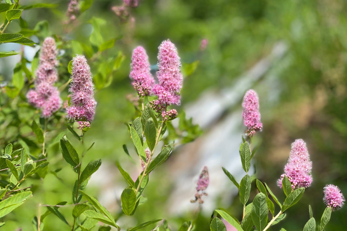 50 semillas de flores de arbusto STEEPLEBUSH rosa Hardhack Meadow Sweet Spirea Spiraea Tomentosa