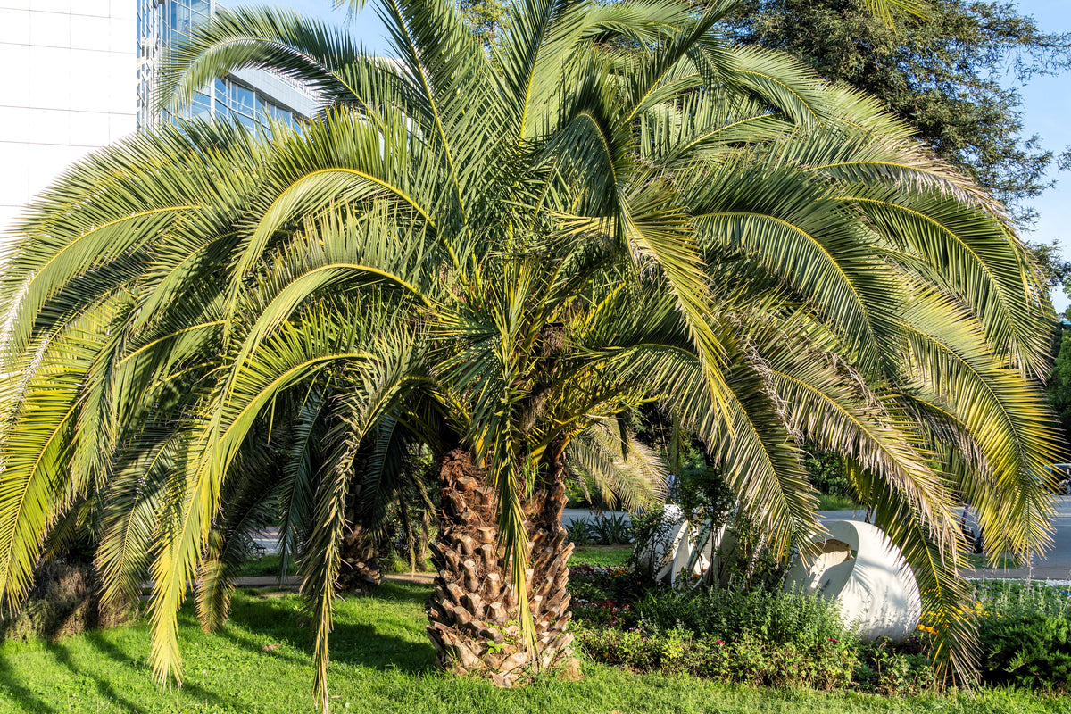 10 semillas de palma de coco, palma de jalea, palma Pindo, Butia Capitata, árbol frutal comestible, planta de interior