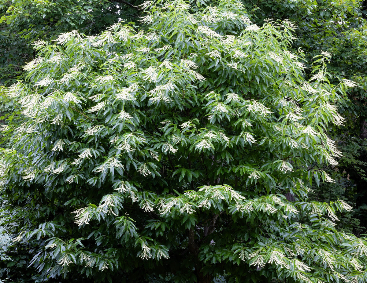 50 semillas de flores de lirio de los valles (acedera agria, Oxydendrum arboreum)