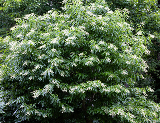 50 semillas de flores de lirio de los valles (acedera agria, Oxydendrum arboreum)