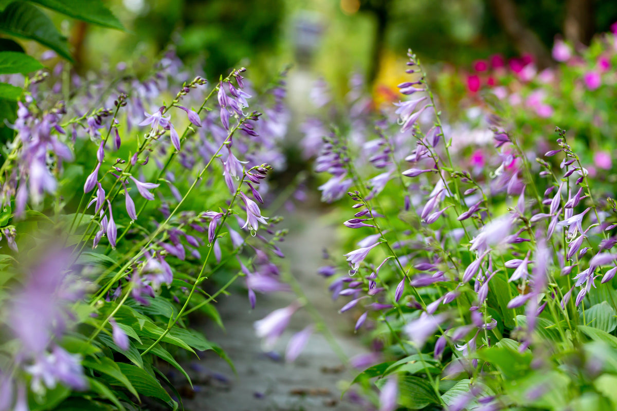 10 semillas de flores HOSTA ELEGANS Shade Lover