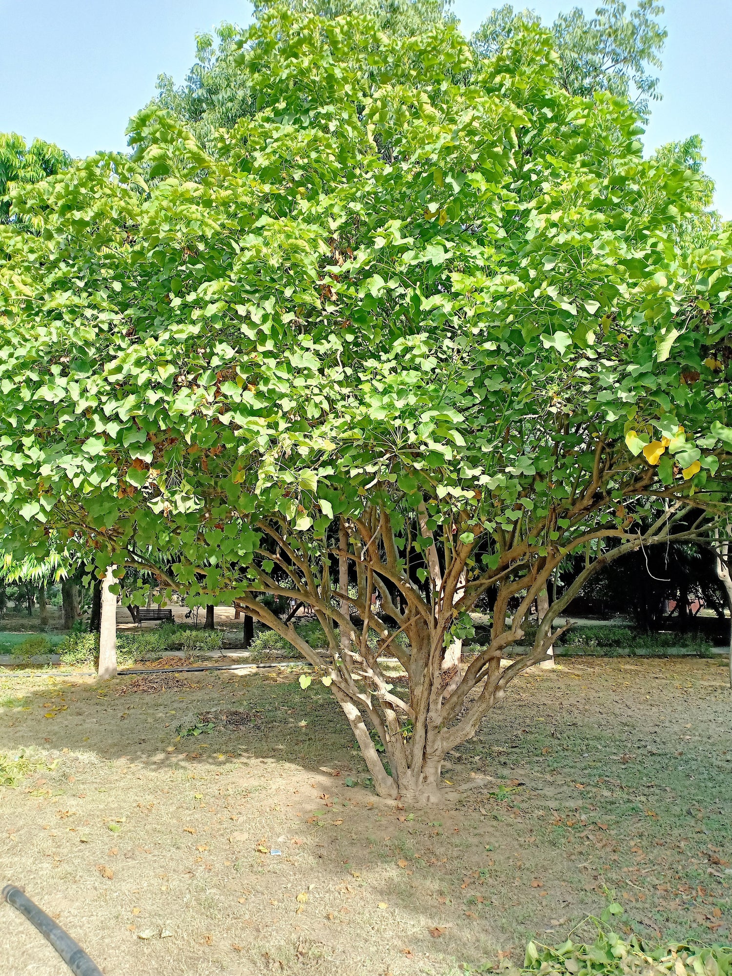 5 semillas de biodiésel del arbusto JATROPHA Curcas de Barbados Purging de PHYSIC NUT
