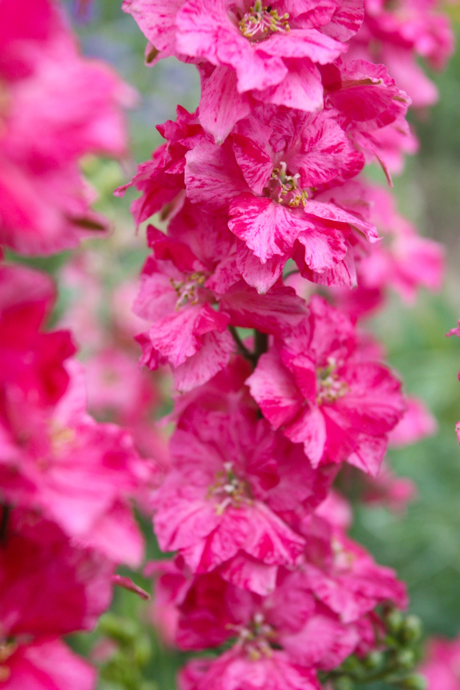 100 SUBLIME PINK LARKSPUR Consolida Ambigua Ajacis Delphinium Semillas de flores de color rosa brillante