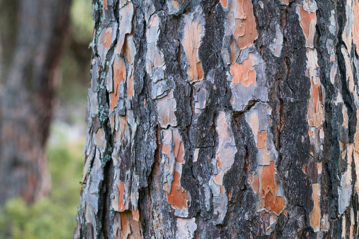 5 semillas de pino piñonero italiano (Pinus pinea)