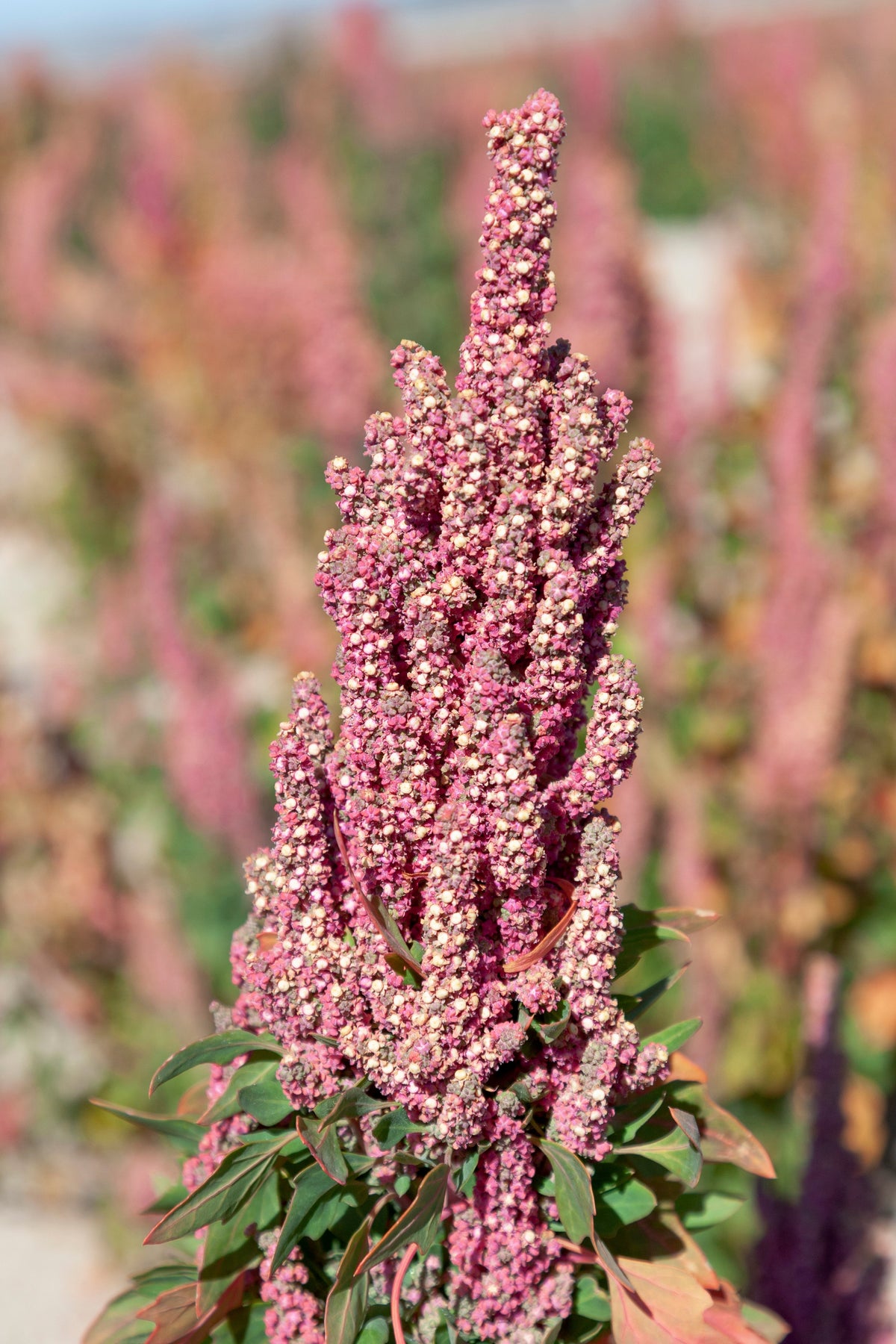 50 semillas orgánicas de quinoa, vainilla y cereza, Chenopodium, flor rosa, grano blanco.