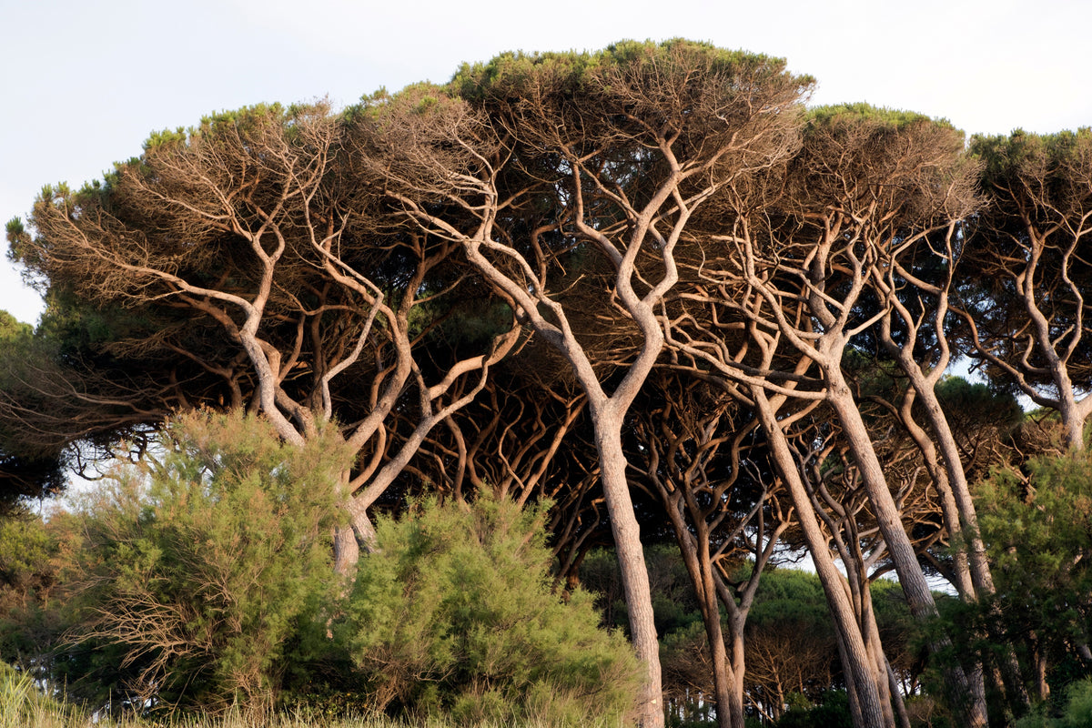 5 semillas de pino piñonero italiano (Pinus pinea)